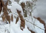 Corylus avellana. Высохший лист. Беларусь, г. Гродно, лесопарк Пышки. 21.12.2018.