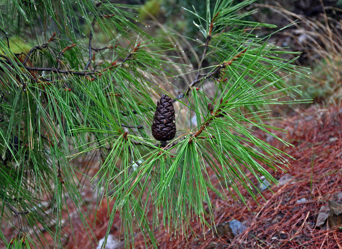 Изображение особи Pinus brutia.