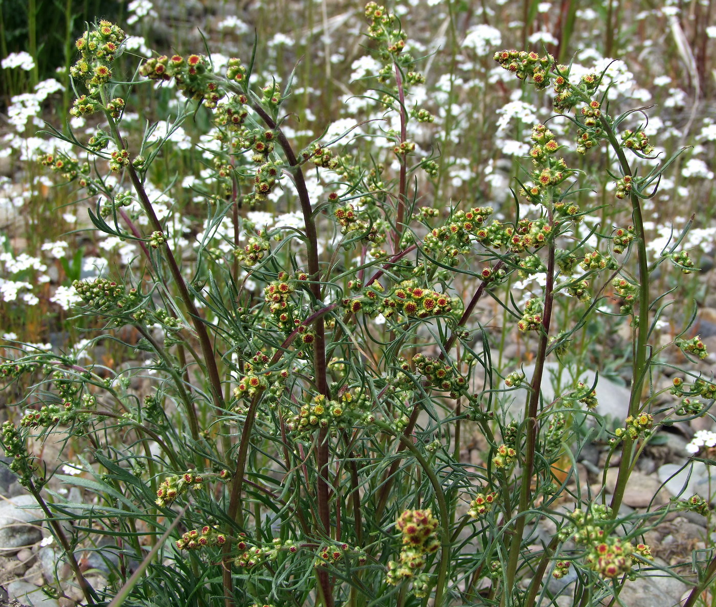 Image of Artemisia borealis specimen.