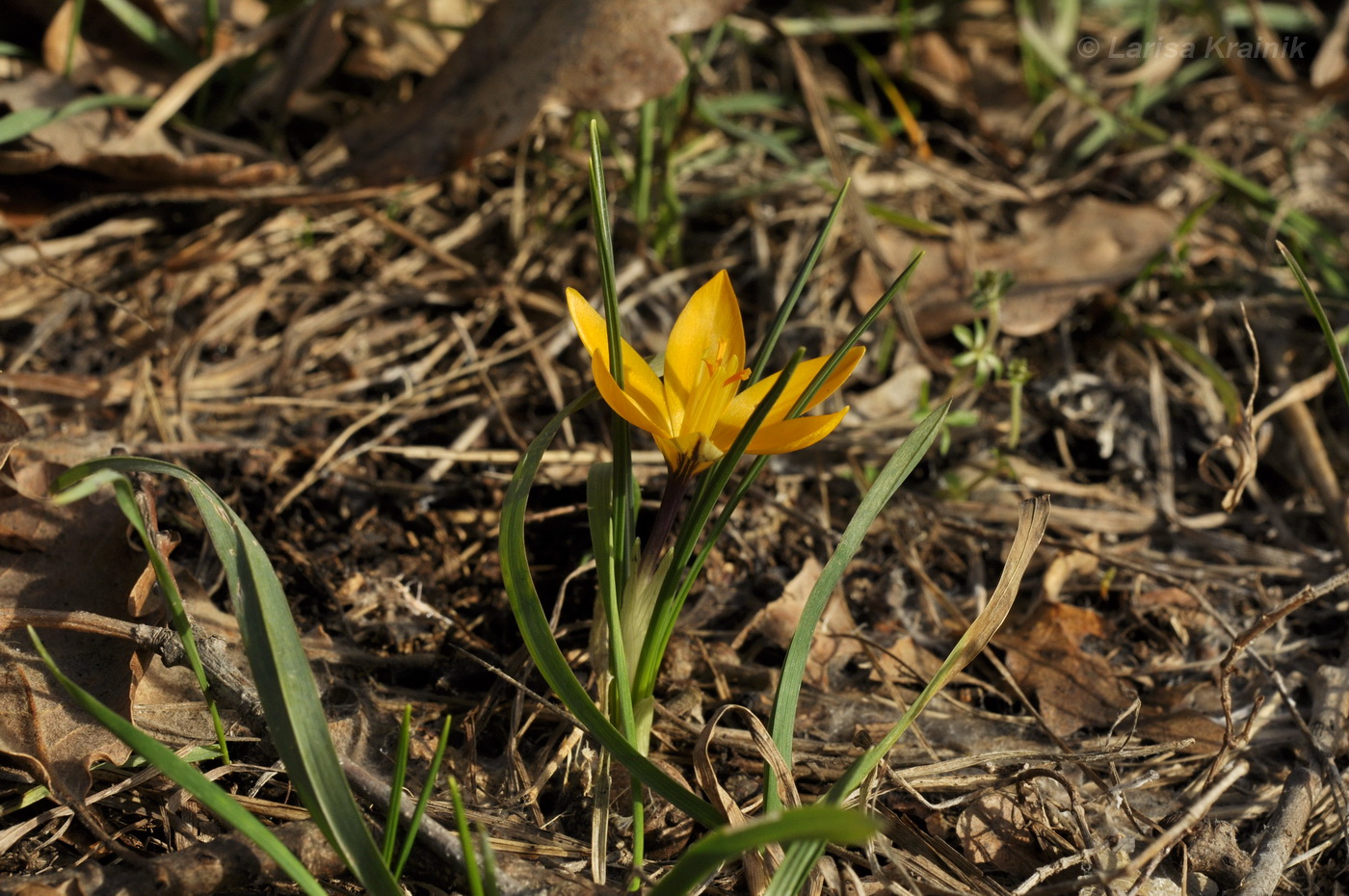 Изображение особи Crocus angustifolius.