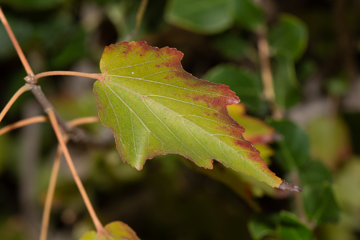 Image of Dombeya kirkii specimen.