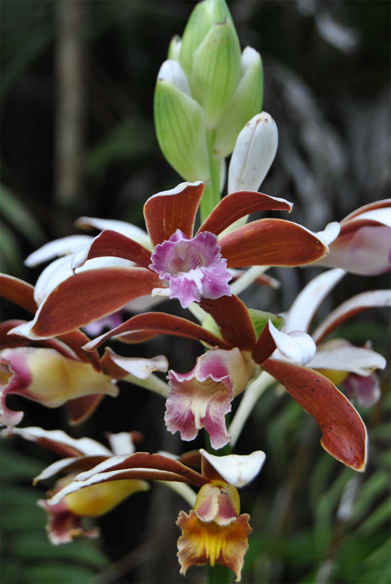 Image of Phaius callosus specimen.