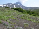 Oxytropis kamtschatica. Горная тундра с цветущим Oxytropis kamtschatica. Камчатский край, Елизовский район, природный парк \"Вулканы Камчатки\", Авачинский перевал, 900 м н.у.м. 16.07.2009.