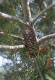 Pinus halepensis. Часть ветви со зрелой шишкой и веточками с раскрывшимися микростробилами. Испания, автономное сообщество Каталония, провинция Жирона, комарка Баш Эмпорда, муниципалитет Калонже, рудеральное местообитание. 23.03.2019.