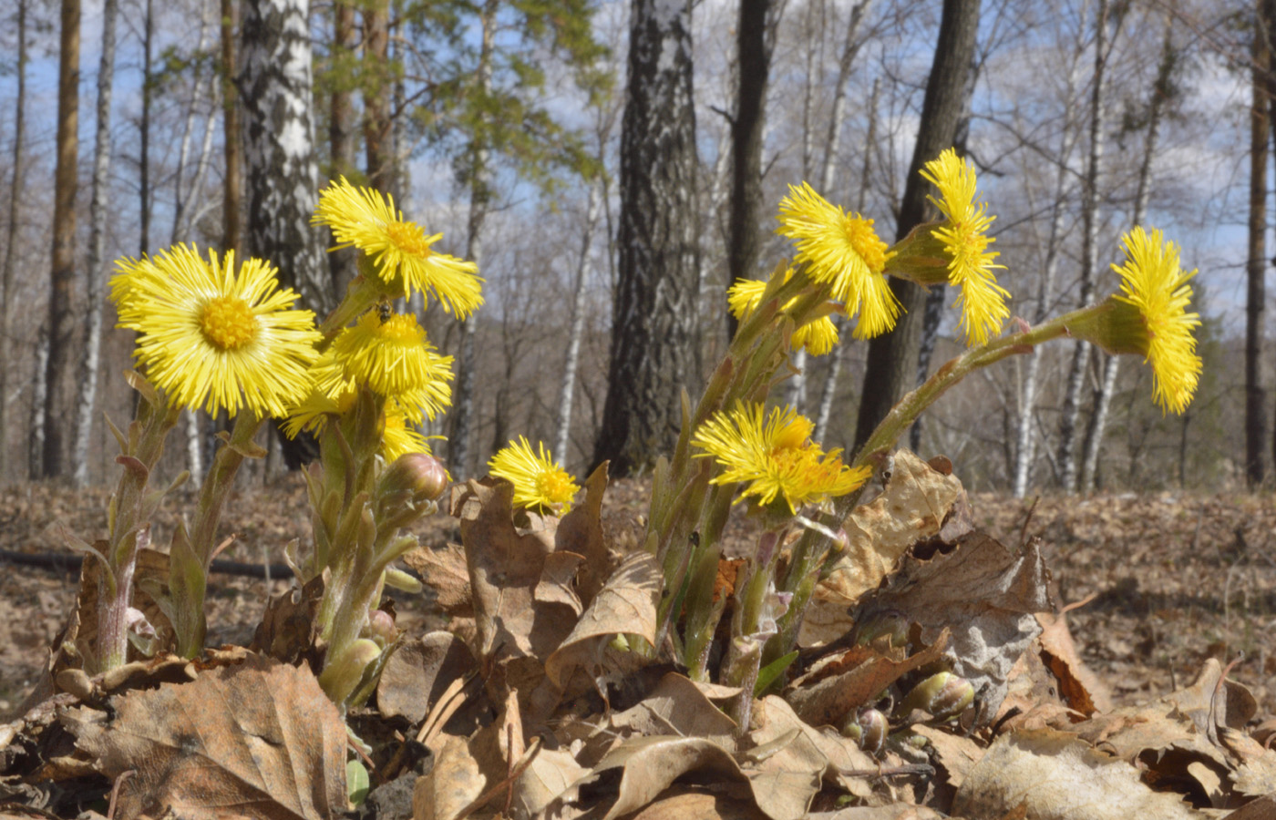 Image of Tussilago farfara specimen.