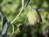 Fritillaria ophioglossifolia