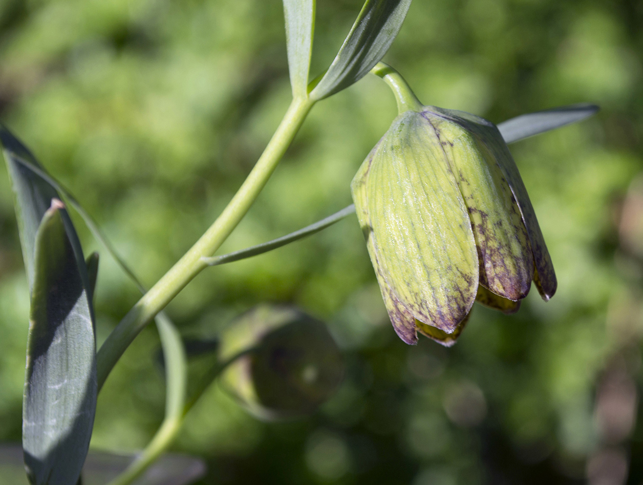 Изображение особи Fritillaria ophioglossifolia.