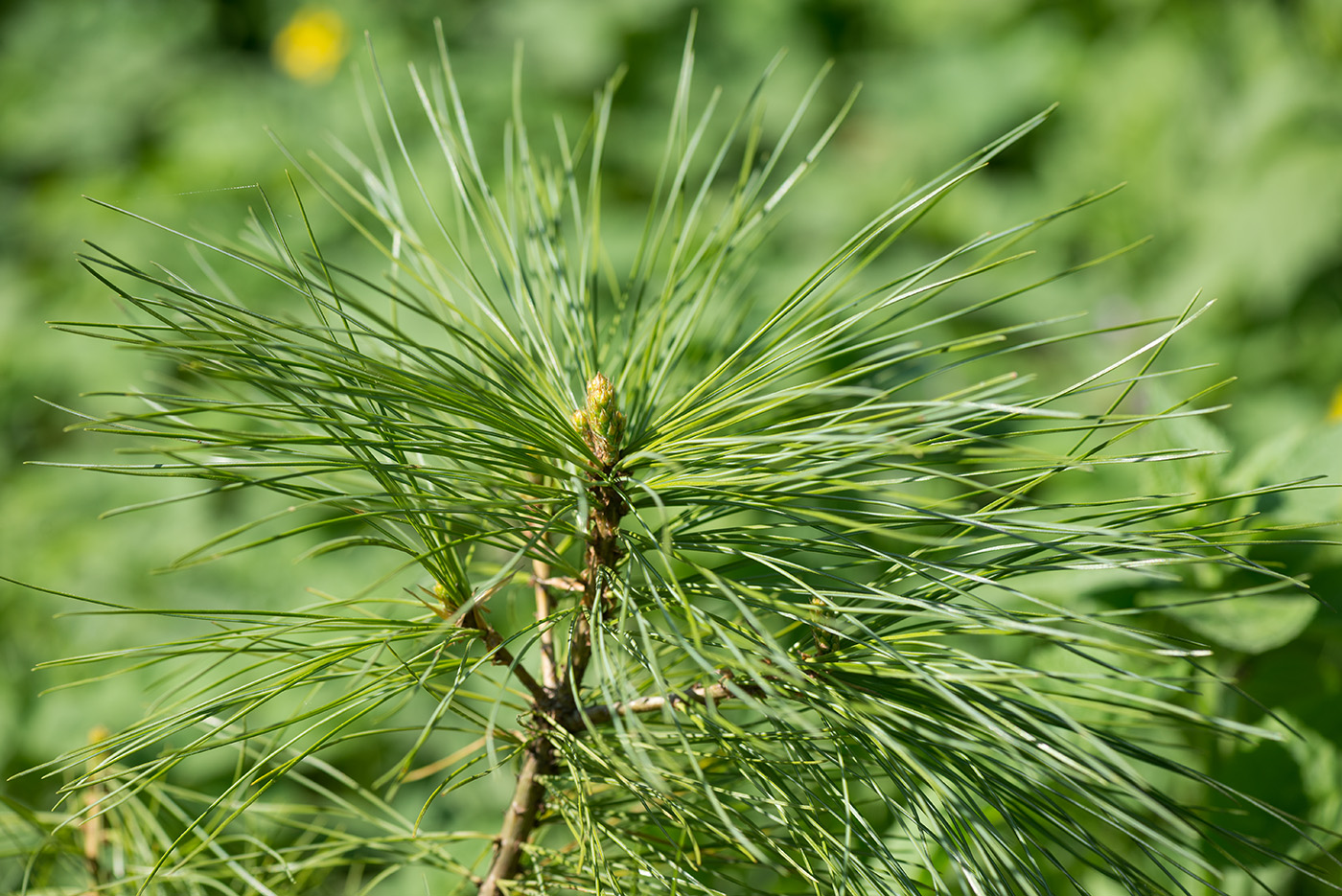 Image of Pinus wallichiana specimen.