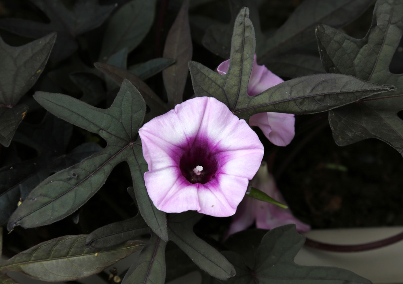 Изображение особи Ipomoea batatas.