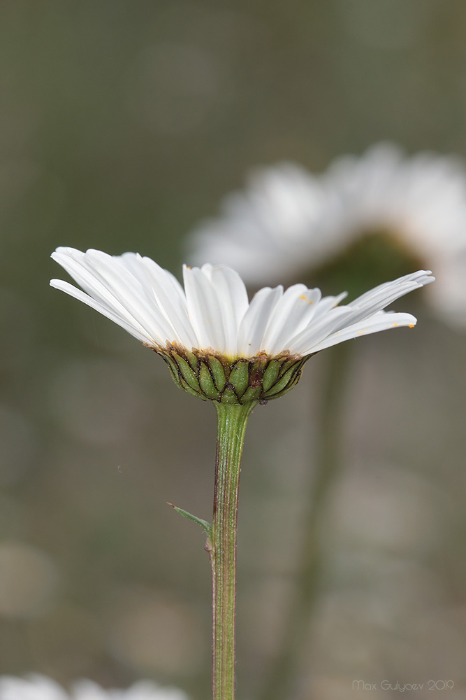 Изображение особи Leucanthemum ircutianum.