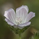 Malva setigera