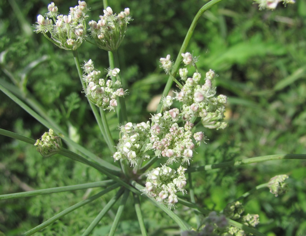 Image of Astrodaucus orientalis specimen.