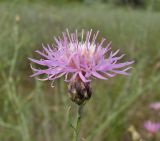 Centaurea odessana