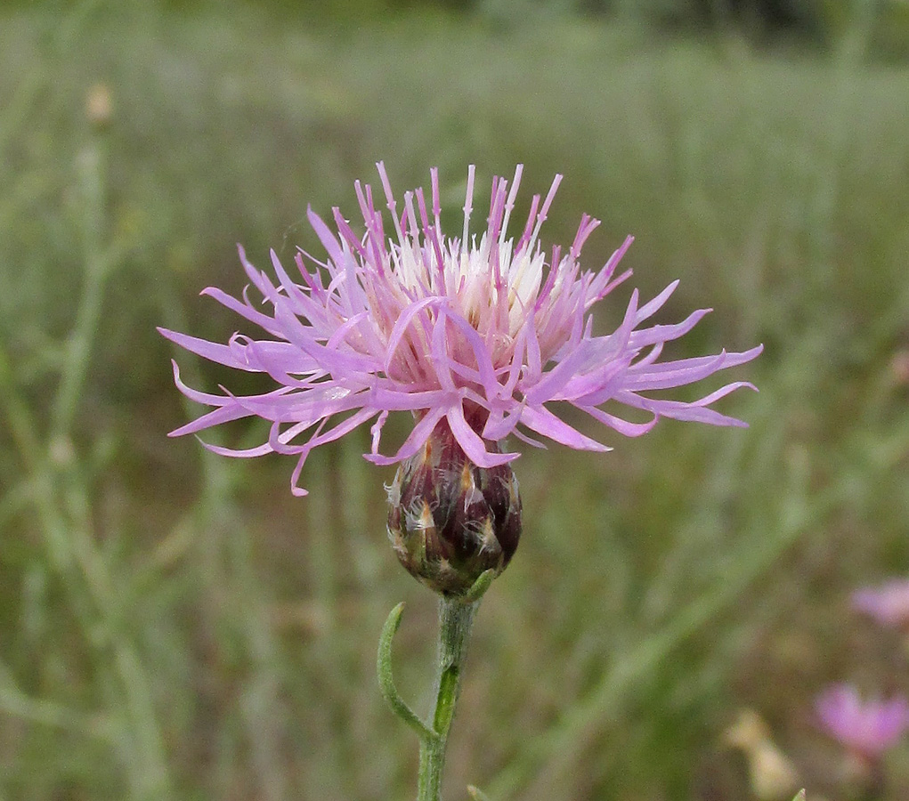 Изображение особи Centaurea odessana.