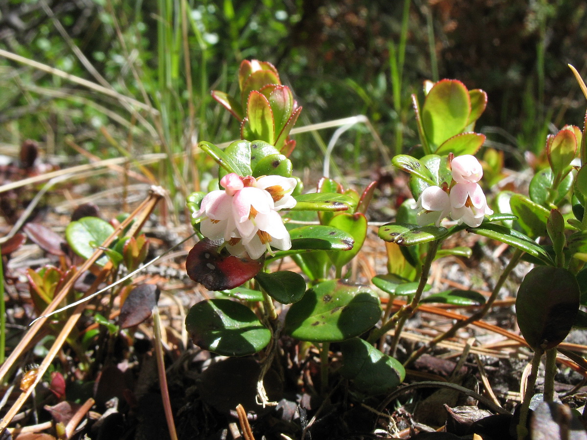 Image of Vaccinium vitis-idaea specimen.