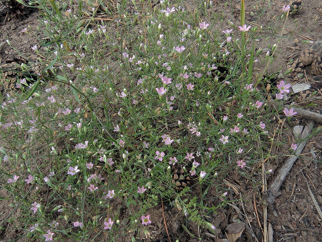 Изображение особи Psammophiliella muralis.