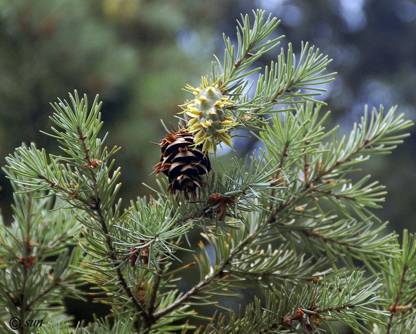 Image of Pseudotsuga menziesii specimen.