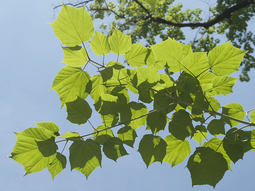 Image of Acer tegmentosum specimen.