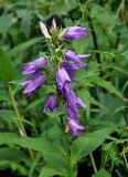 Campanula latifolia. Верхушка побега с соцветием. Башкирия, Белорецкий р-н, гора Большой Иремель, ≈ 1000 м н.у.м., опушка смешанного леса. 30.07.2019.