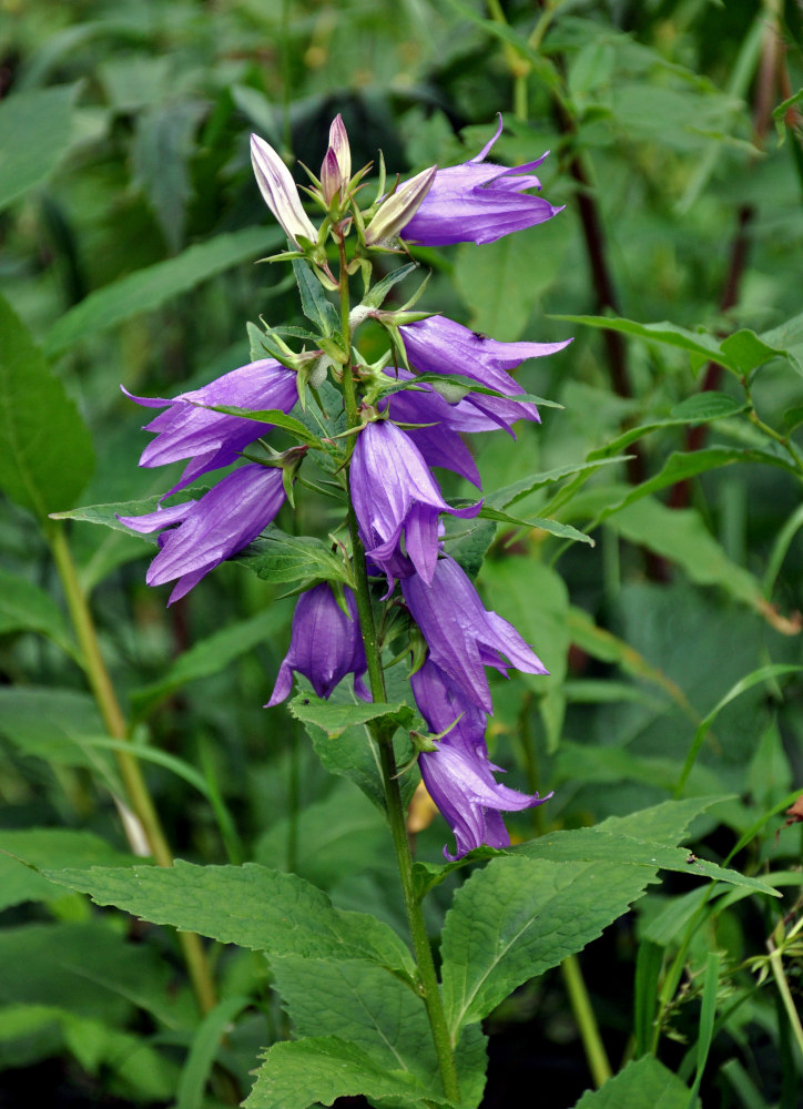 Изображение особи Campanula latifolia.