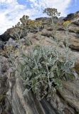 Senecio cineraria