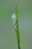 Carex vaginata