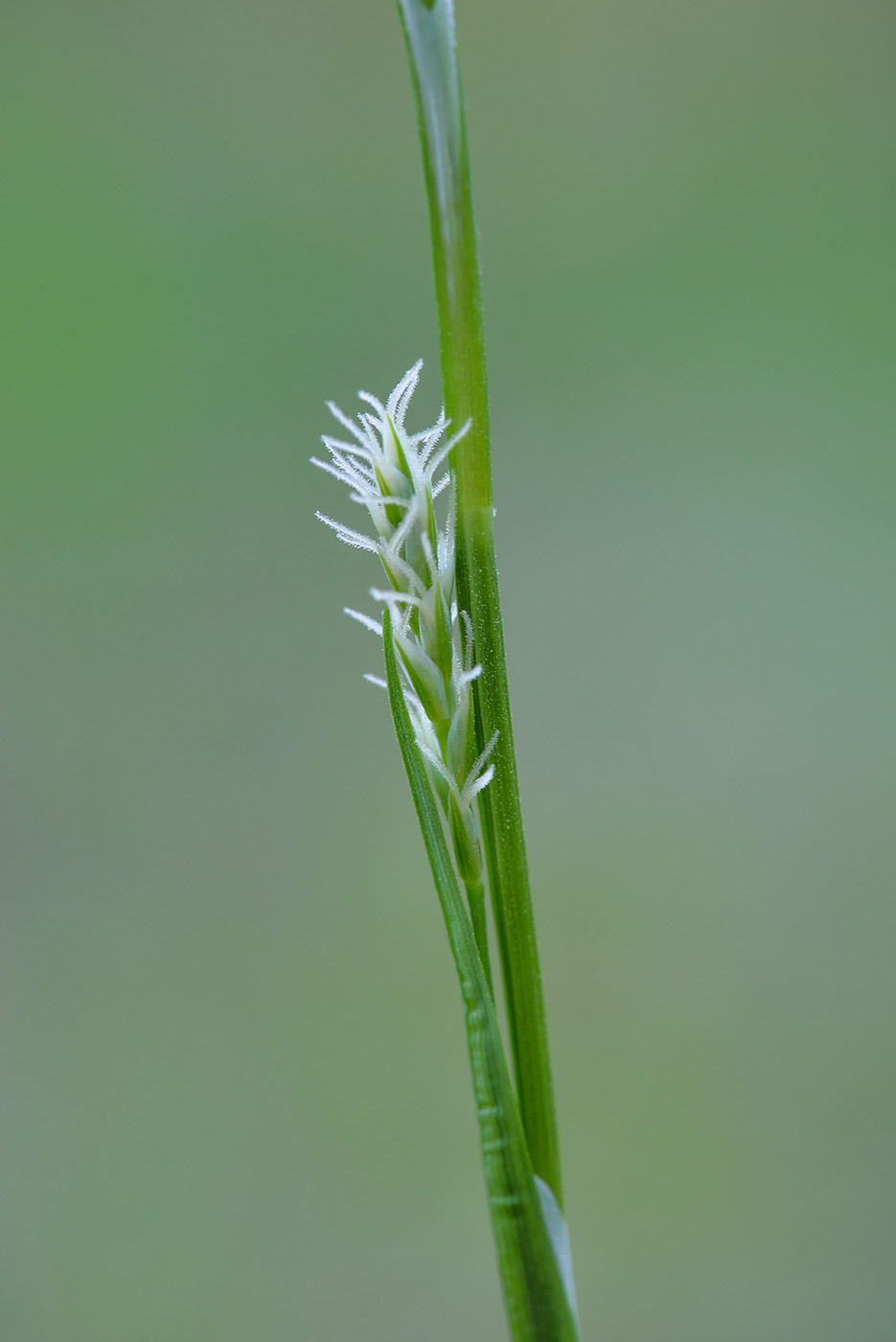 Изображение особи Carex vaginata.