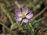 Spergularia rubra. Цветок и бутон. Нидерланды, провинция Gelderland, община Heumen, на залежи. 12 июня 2010 г.