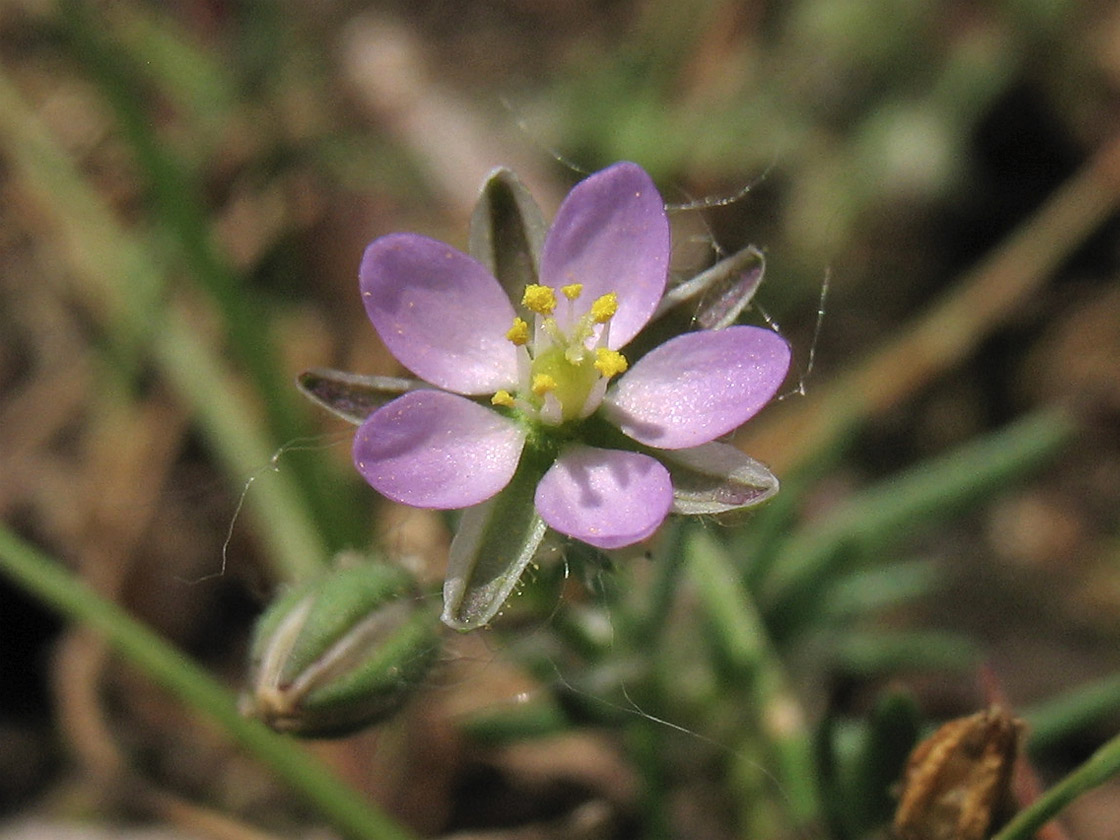 Изображение особи Spergularia rubra.