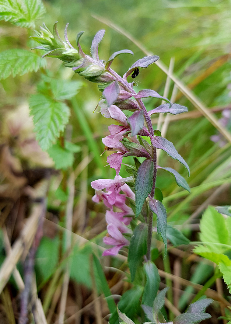 Изображение особи Odontites vulgaris.