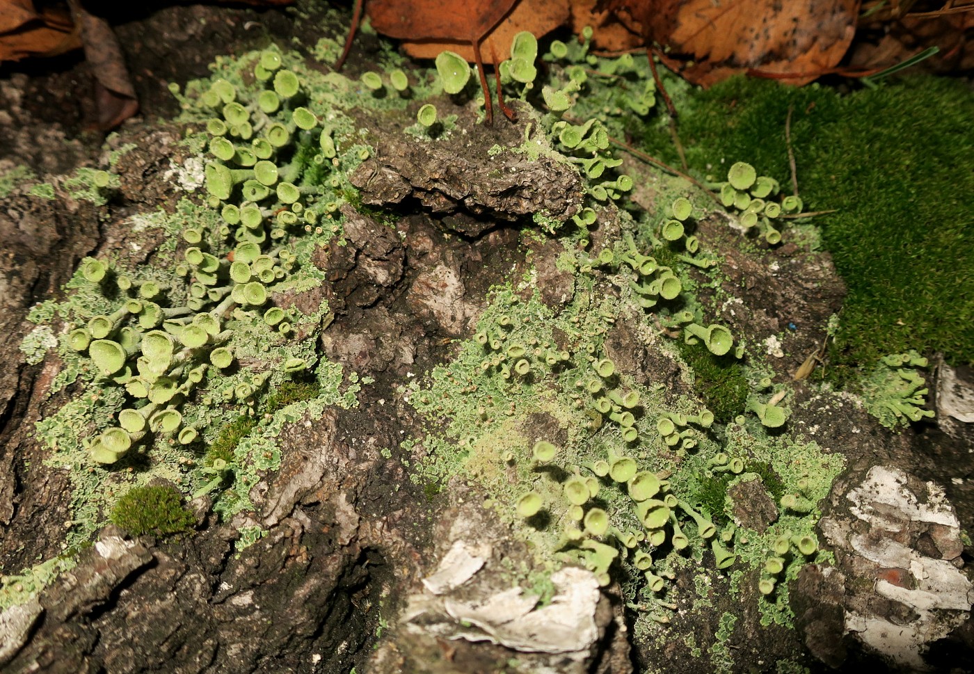 Изображение особи Cladonia fimbriata.