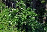 Sambucus nigra. Цветущий кустарник. Сербия, национальный парк Тара, плоскогорье Равна Тара, опушка смешанного леса. 08.07.2019.
