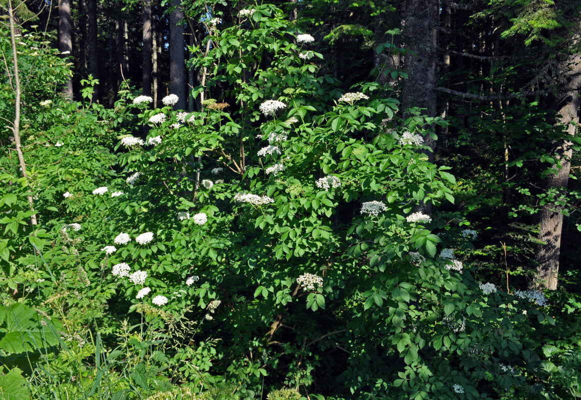 Image of Sambucus nigra specimen.