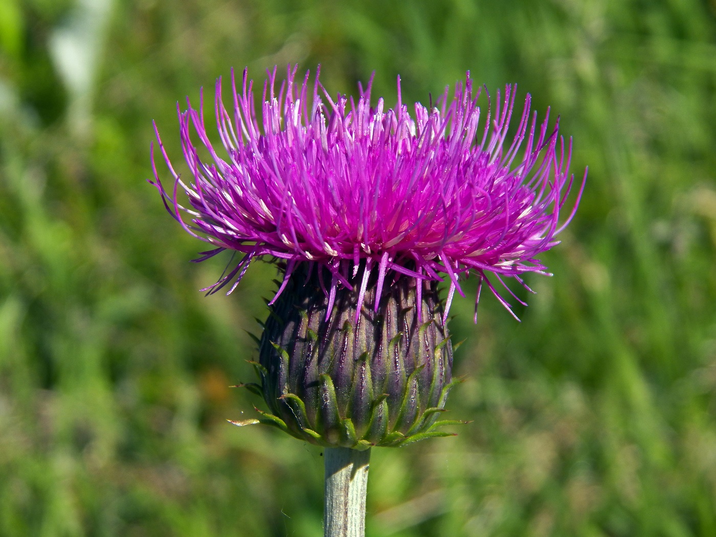 Изображение особи Cirsium heterophyllum.