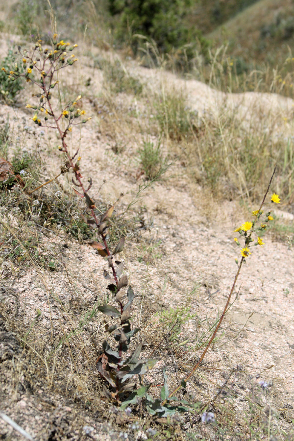 Image of Hieracium virosum specimen.