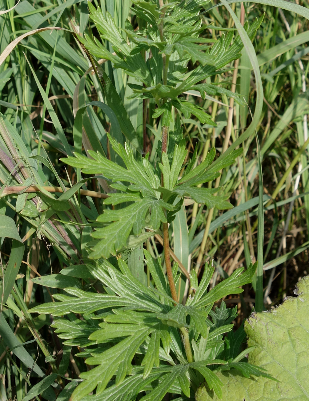 Изображение особи Aconitum sachalinense.