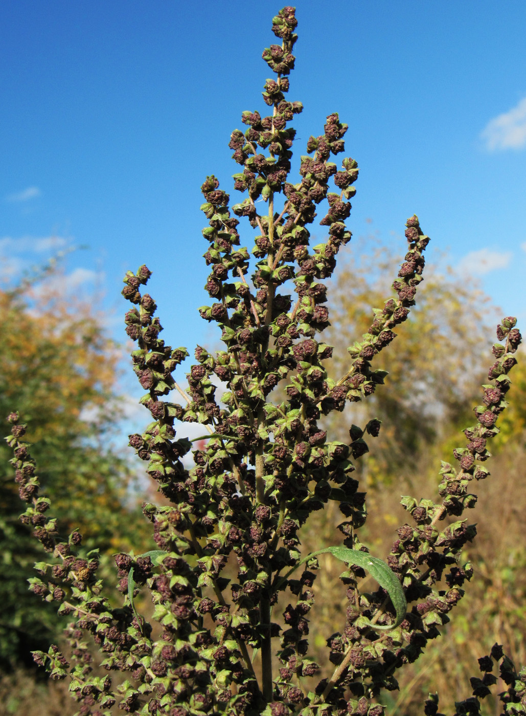 Изображение особи Cyclachaena xanthiifolia.