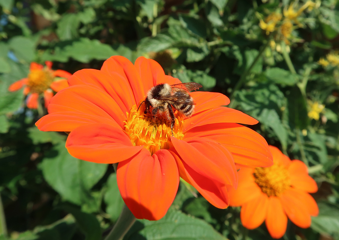 Image of Tithonia rotundifolia specimen.