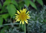 Tragopogon подвид major