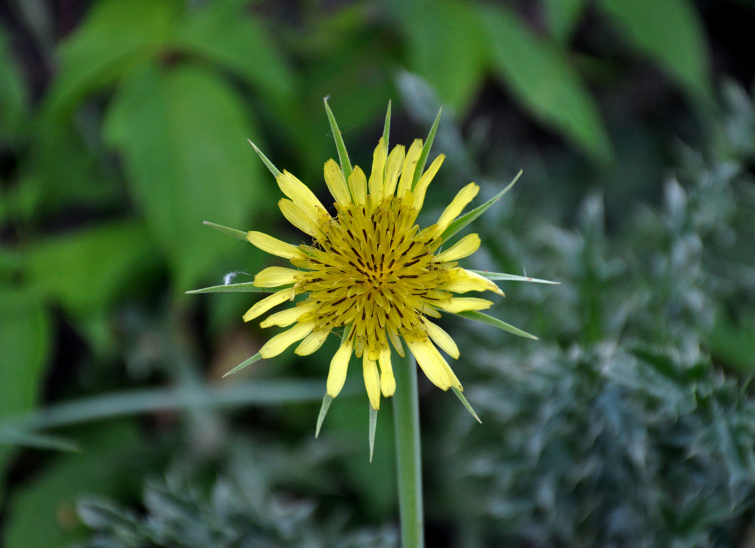 Image of Tragopogon dubius ssp. major specimen.