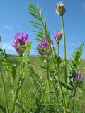 Astragalus onobrychis. Верхушка цветущего растения. Казахстан, Восточно-Казахстанская обл., Калбинский Алтай, лугово-степные низкогорья в окр. пер. Таргын. 21 июня 2019 г.