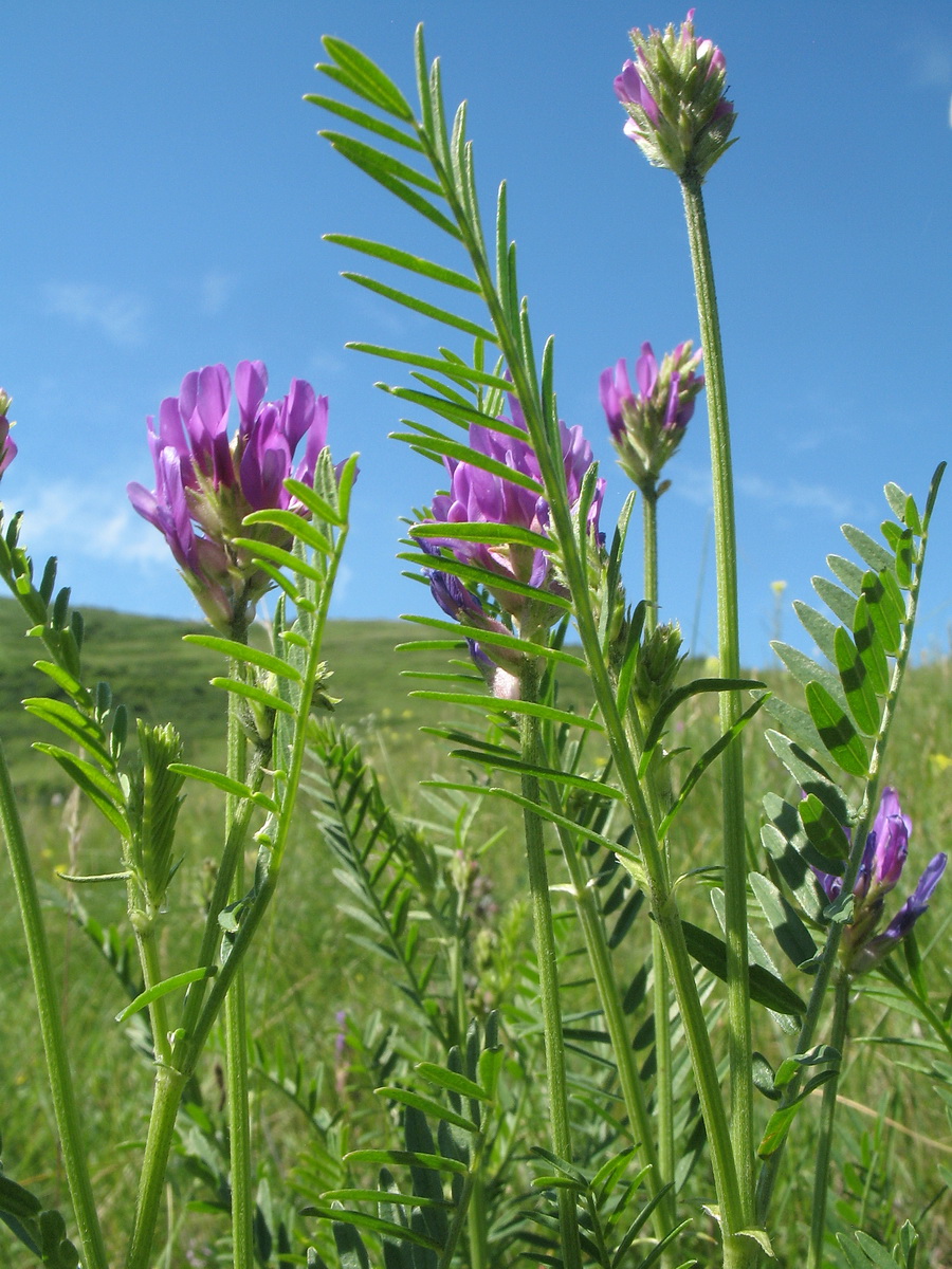 Изображение особи Astragalus onobrychis.