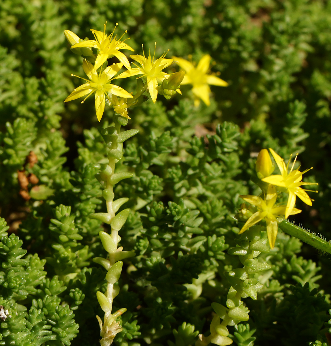 Image of Sedum acre specimen.