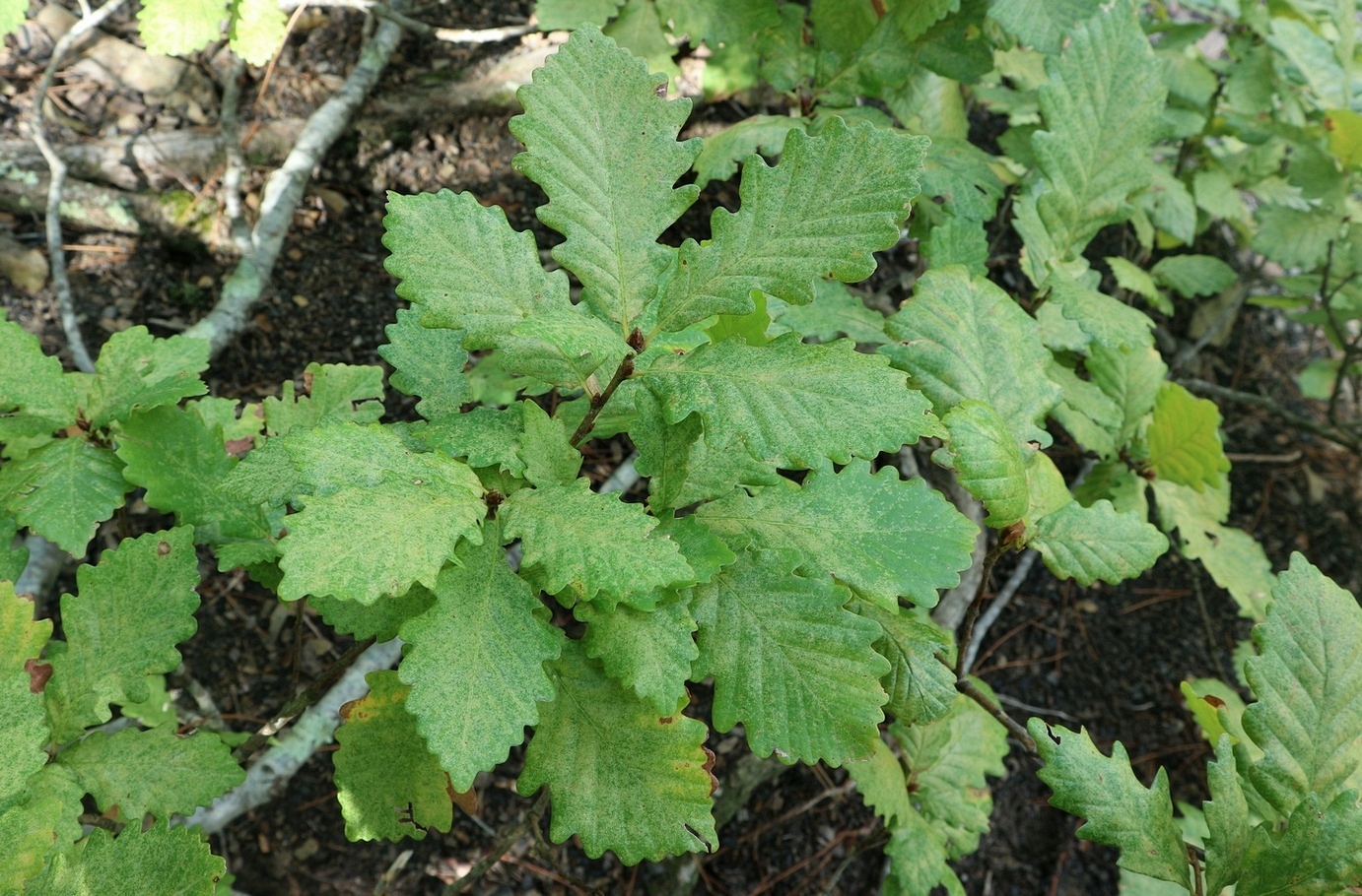 Image of Quercus petraea specimen.