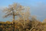 Populus alba