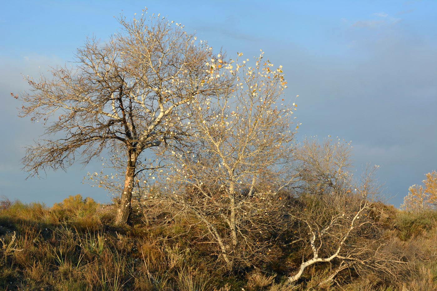 Image of Populus alba specimen.