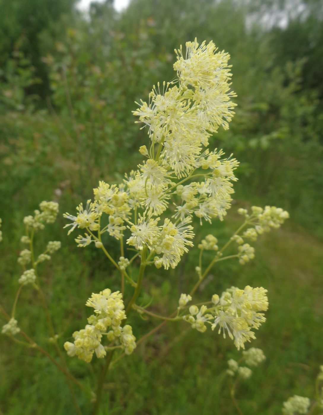 Image of Thalictrum lucidum specimen.