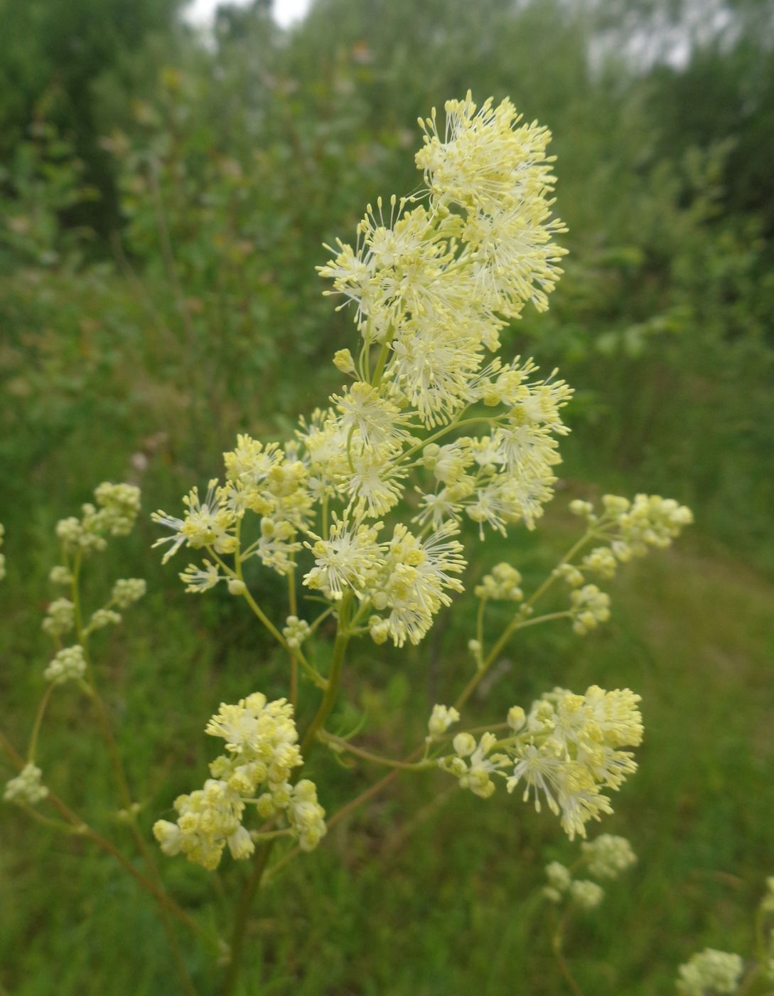 Изображение особи Thalictrum lucidum.