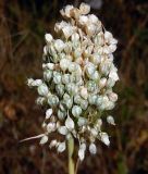 Allium pallens ssp. coppoleri