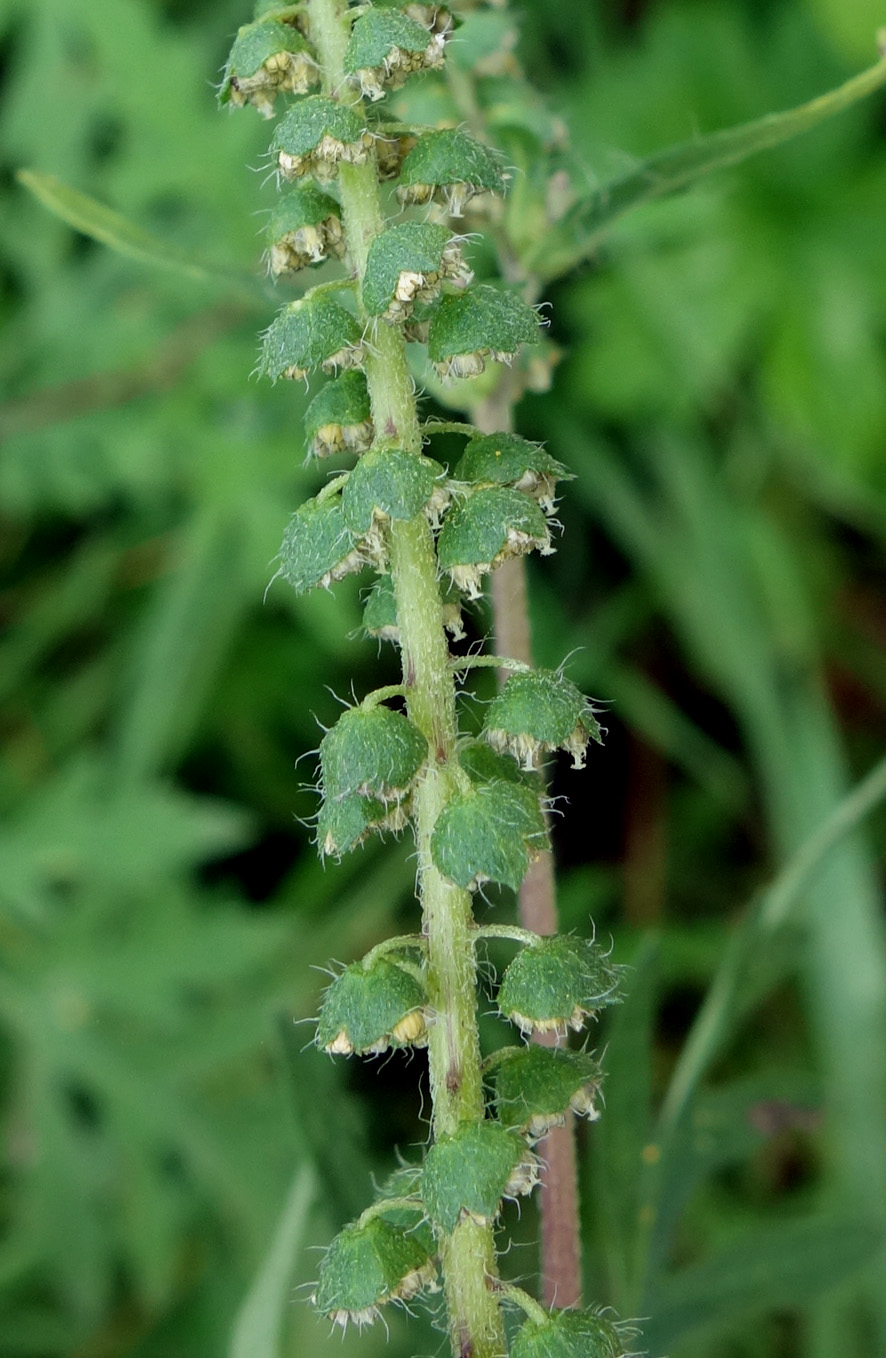 Image of Ambrosia artemisiifolia specimen.